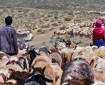 قوات الاحتلال تجبر رعاة الماشية على مغادرة المراعي في الأغوار الشمالية