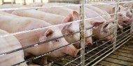 الصين تعلن رصد بؤرة جديدة لحمى الخنازير الأفريقية