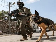 انتقاد أممي لاستخدام الاحتلال الكلاب ضد المعتقلين الفلسطينيين