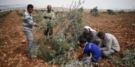 مستوطنون يقطعون عشرات أشجار الزيتون جنوب نابلس