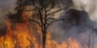النيران تلتهم المئات من أشجار الزيتون جنوب طوباس  