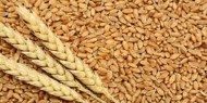 الجزائر تشتري نحو 630-660 ألف طن من القمح في مناقصة