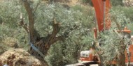 رام الله: الاحتلال يقتلع 22 شجرة زيتون في رأس كركر