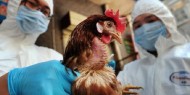 بريطانيا تعلن اكتشاف بؤرة لإنفلونزا الطيور