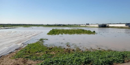 الاحتلال يغرق مئات الدونمات الزراعية بمياه الأمطار شرق غزة
