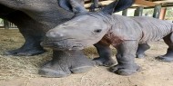 بالصور|| ولادة أنثى لوحيد القرن الأبيض المهدد بخطر الانقراض