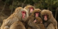 هروب عشرات القردة من حديقة حيوان في باريس