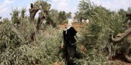 الاحتلال يقتلع أكثر من 200 شجرة زيتون في بلدة دير استيا