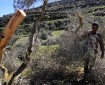 مستوطنون يقطعون 46 شجرة زيتون جنوب نابلس