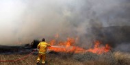 إخماد 5 حرائق تسببت بإتلاف 30 شجرة زيتون في جنين