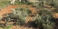 الاحتلال يجرف أراضي المواطنين ويقتلع مئات الأشجار جنوب بيت لحم