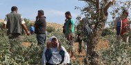 مستوطنون يقتلعون عشرات أشجار الزيتون جنوب نابلس