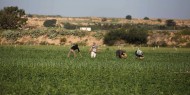 الاحتلال يستهدف رعاة الأغنام وسط قطاع غزة