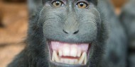 علماء يكشفون قدرات اجتماعية فريدة لدى القرود