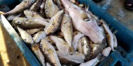 ضبط وإتلاف 12 كيلو غراما من أسماك الأرنب السامة في غزة
