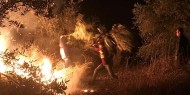 نابلس: مستوطنون يضرمون النار بأشجار الزيتون في سبسطية.."صور"