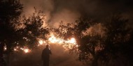 مستوطنون يحرقون عشرات أشجار الزيتون جنوبي نابلس