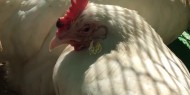 ضبط 700 دجاجة مريضة في جباليا وبيت حانون