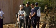 مستوطنون يقطعون أشجار الزيتون في نابلس