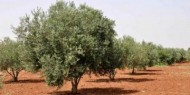 نابلس: مستوطنون يقطعون 40 شجرة زيتون معمرة