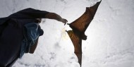فيديو|| أسراب من الخفافيش تثير الرعب في السعودية