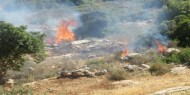 مستوطنون يحرقون أراضي زراعية في جنوب نابلس