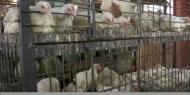 خاص بالفيديو|| أسعار الدواجن واللحوم في أسواق غزة