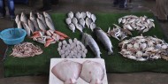 فيديو|| أسعار وأنواع الأسماك المتوفرة في أسواق غزة