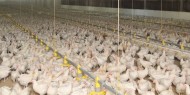 نفوق 10 آلاف دجاجة إثر حريق مزرعة في جنوب جنين