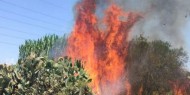 إخماد حريق اندلع في 50 شجرة زيتون جنوب جنين