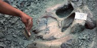 فيديو|| اكتشاف آثار لأقدام ديناصورات عاشبة في مدينة البيرة