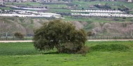 الاحتلال يخطر بإزالة سياج حول أرض زراعية في نابلس