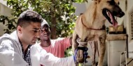 خاص بالفيديو|| بيطريون غزيون ينجحون في تركيب قدم بديلة للكلب بيلي