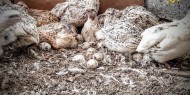 خاص بالفيديو|| إنشاء مزرعة لإنتاج طيور "الفر" في غزة لسد العجز في الطلب على اللحوم البيضاء