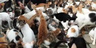 تحرك عاجل لجمعيات الحيوان بعد "طرد جماعي" لعشرات القطط