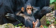 الشمبانزي اليتيم يعاني نكسات مدى الحياة