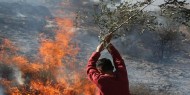 مستوطنون يحرقون أكثر من 400 شجرة زيتون جنوب الخليل
