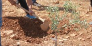 فعالية لزراعة أكثر من 300 شجرة في نابلس