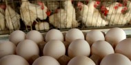 زراعة غزة تحذر من تداول بيض دجاج مصاب بميكروب