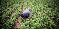 خسائر فادحة يتكبدها المزارع الفلسطيني بسبب كورونا