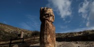 يونانيون يكتشفون شجرة متحجرة عمرها 20 مليون عام