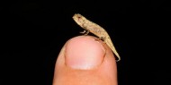 اكتشاف أصغر "حيوان زاحف" بحجم بذرة عباد شمس