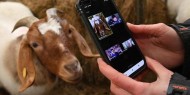 مكالمات فيديو تسهم في إنعاش مزرعة بريطانية