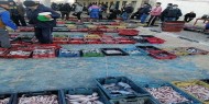 بالصور|| 65 طنا من الأسماك تم اصطيادها بعد المنخفض الأخير في قطاع غزة