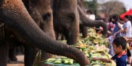 بالصور|| تايلاند تحتفل بعيد الفيل