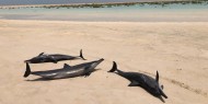 انجراف عشرات الدلافين النافقة على شاطئ غانا دون معرفة السبب