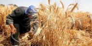 موسم حصاد القمح عرس فلسطيني