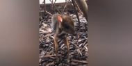 بريطانيا: ولادة حيوان غريب يجمع صفات الغزال والفأر