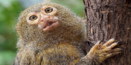 دراسة تكشف عن أصل أصغر القرود في العالم