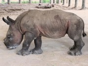 وحيد القرن يعود إلى موزمبيق بعد 40 عاما من انقراضه